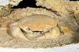 Fossil Crab (Potamon) Preserved in Travertine - Turkey #121383-3